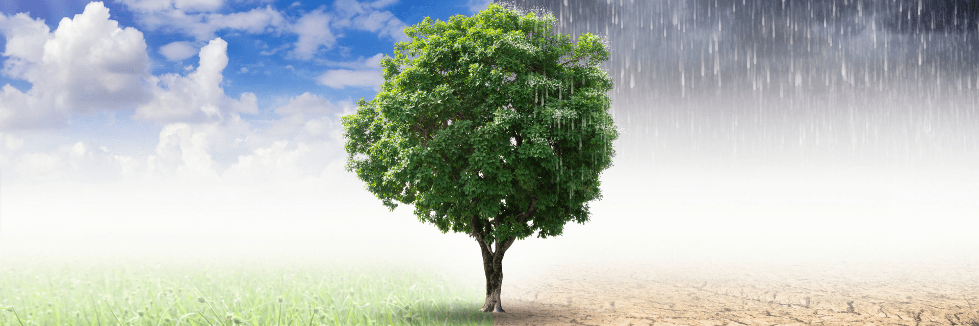 tree with sunny weather and grass on one side, gray clouds and dessert on other