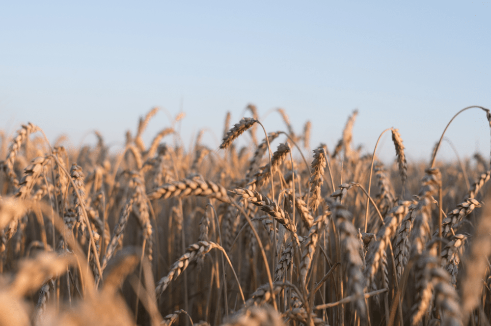 wheat, field, harvest, tan
