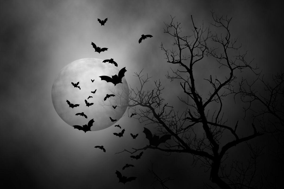 bats flying in front of moon