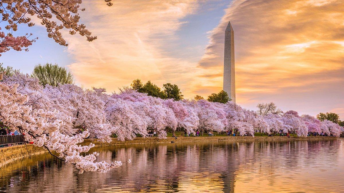 DC Cherry Blossoms